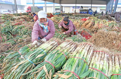 22年圓夢創(chuàng)城 顏值與魅力俱增，文明與發(fā)展共舞——聚焦食用農產品批發(fā)